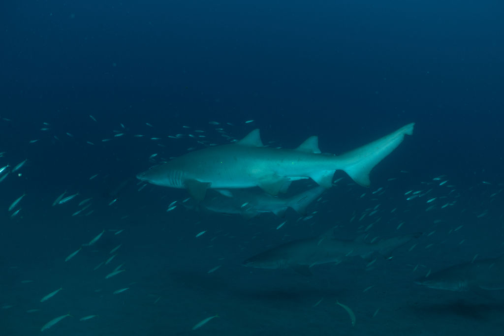 8ad08dd8-b5ca-4dba-b3be-25df69528082