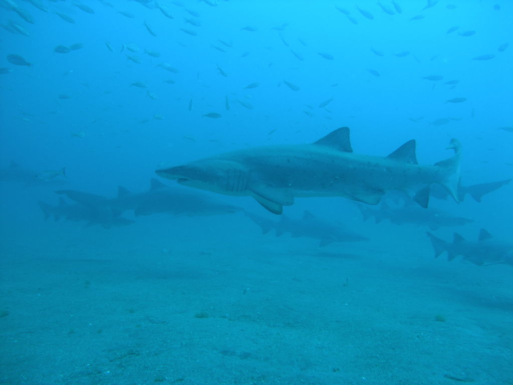 536856cf-0e10-443e-a050-8388de724fbc