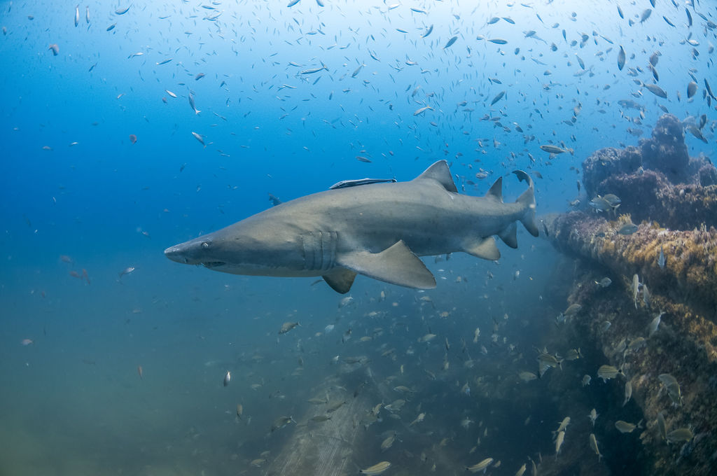 41572948-9285-43b3-8798-b3555162883b