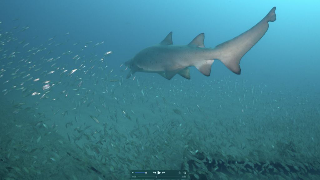 67d36b6c-92f1-4cf5-9426-1afd4e89f961