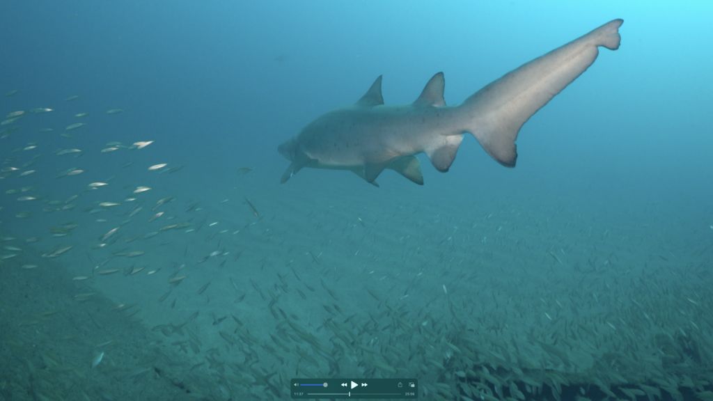 67d36b6c-92f1-4cf5-9426-1afd4e89f961