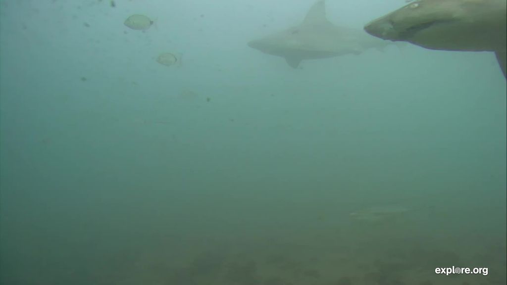 6004c71c-b45f-4a5c-a0e9-39ef2c7289f5