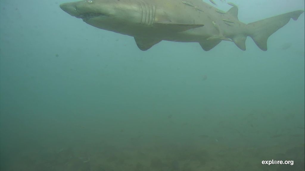 6004c71c-b45f-4a5c-a0e9-39ef2c7289f5