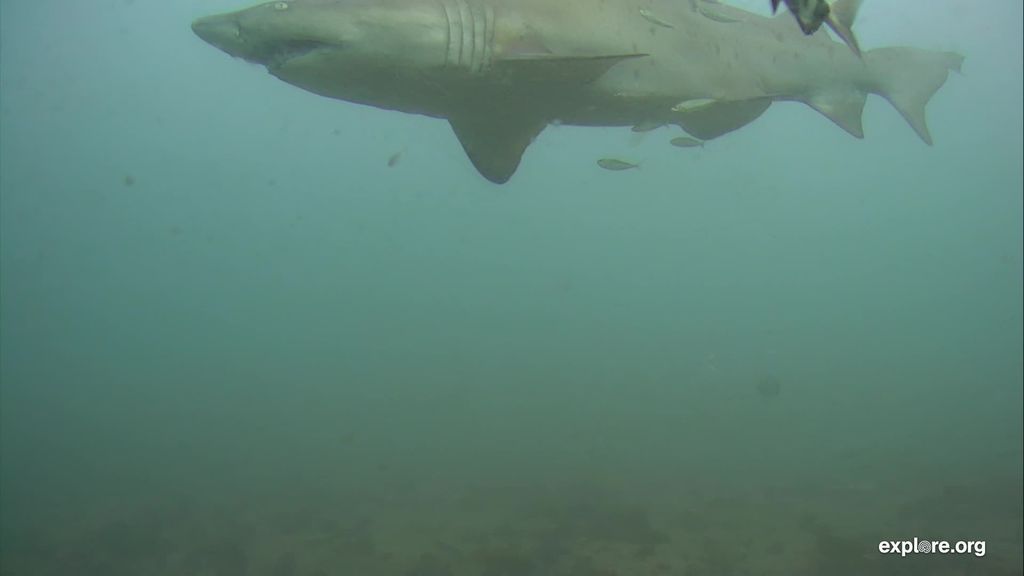 6004c71c-b45f-4a5c-a0e9-39ef2c7289f5