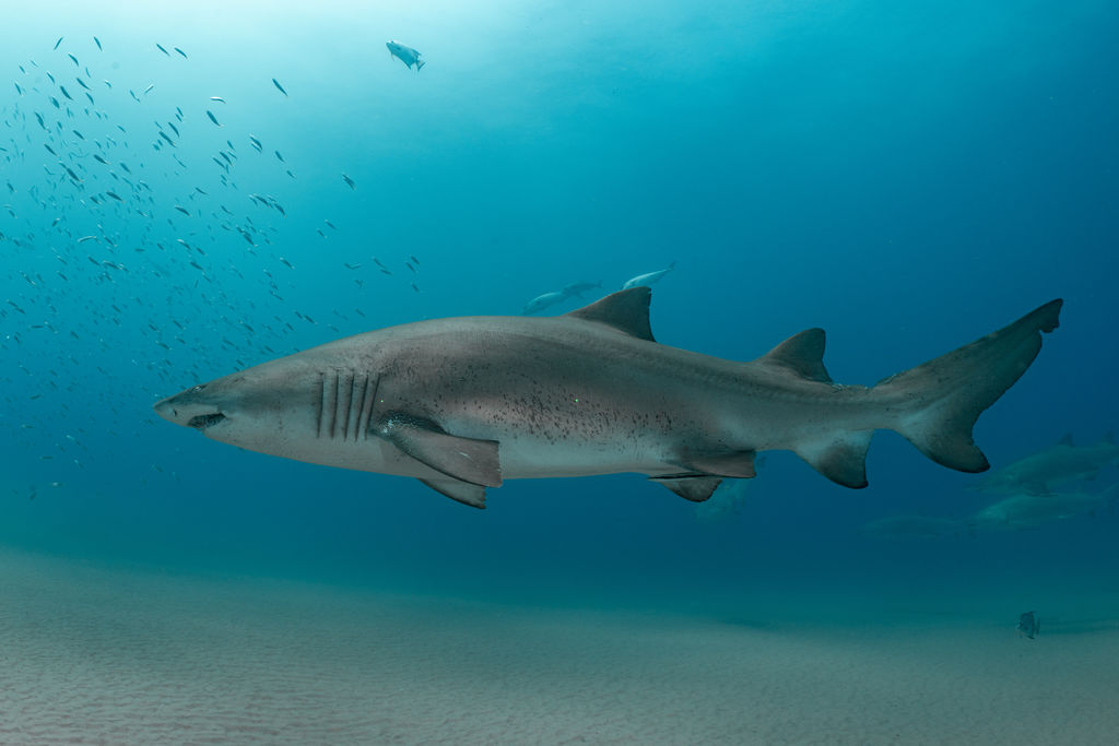 a63fcb12-792b-4adc-93b3-b88457ddbb38