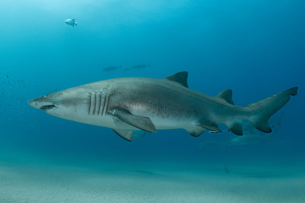 a63fcb12-792b-4adc-93b3-b88457ddbb38