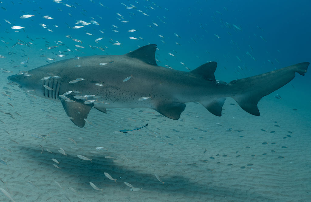 a63fcb12-792b-4adc-93b3-b88457ddbb38