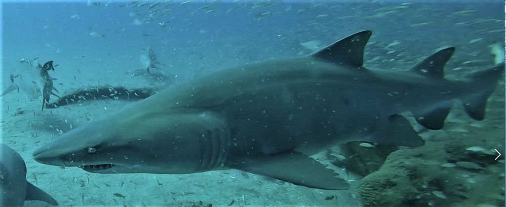 525afa4e-b3a6-43e9-bbbe-77a1db54cccf