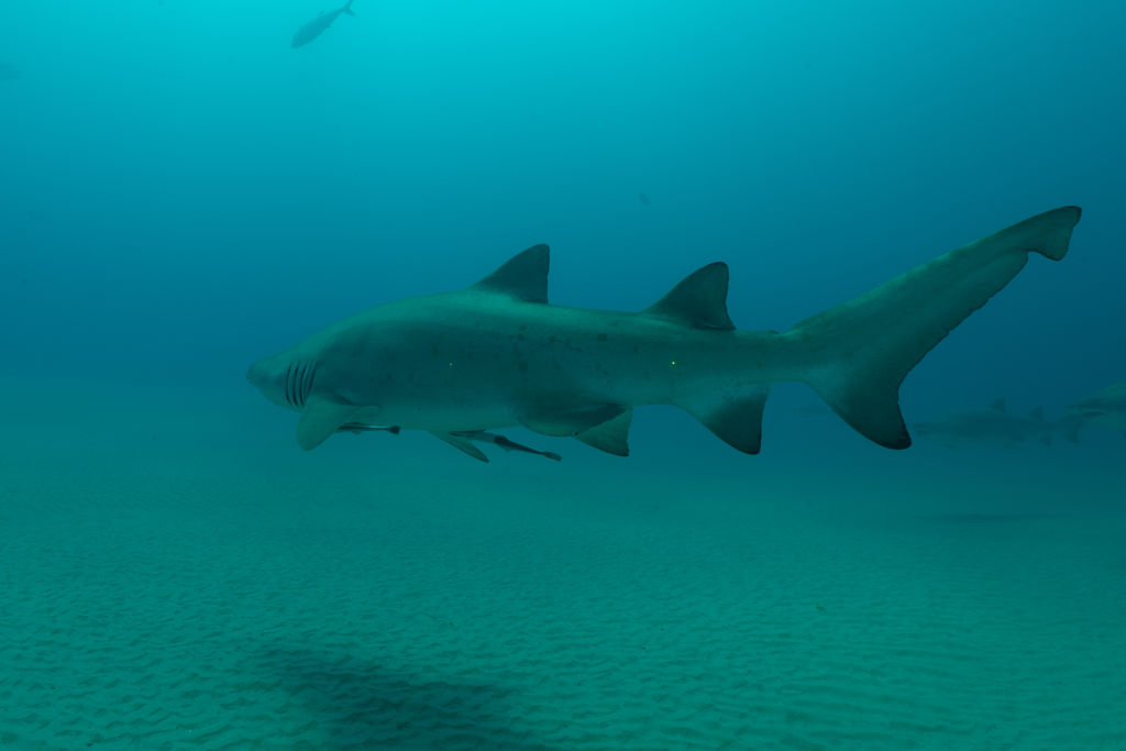 c9379bfa-2ed7-4d7d-b3af-9234bb6c81e7