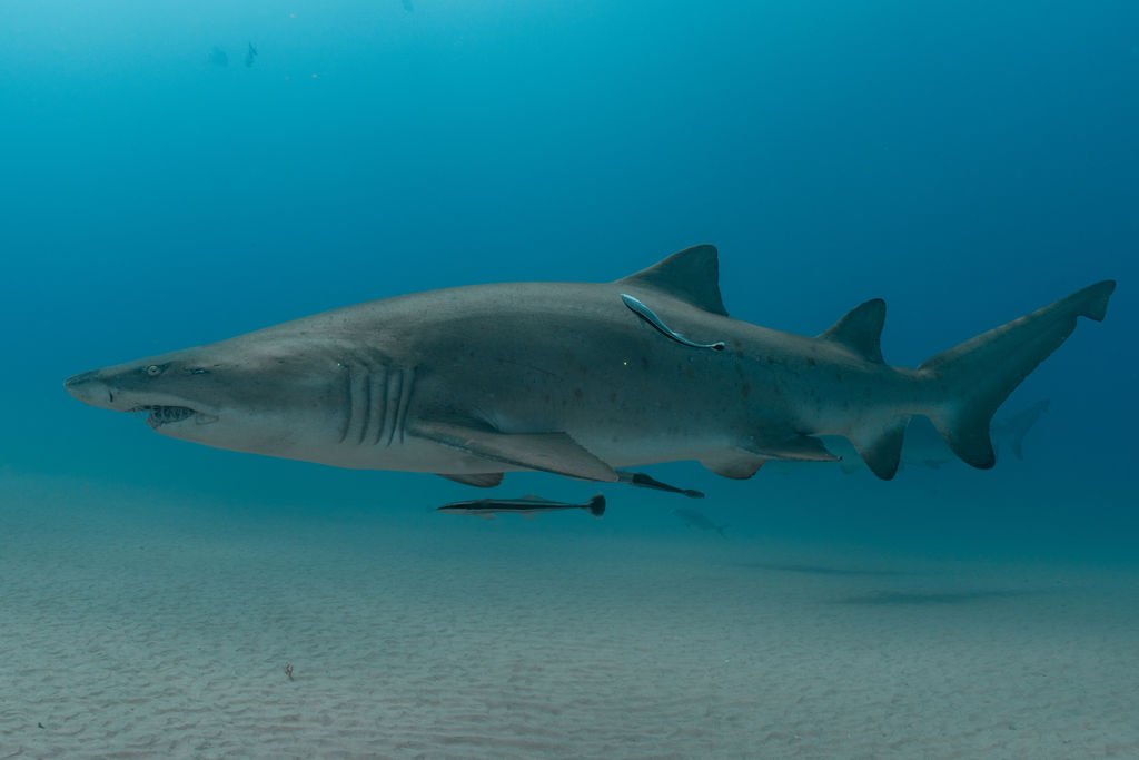 c9379bfa-2ed7-4d7d-b3af-9234bb6c81e7