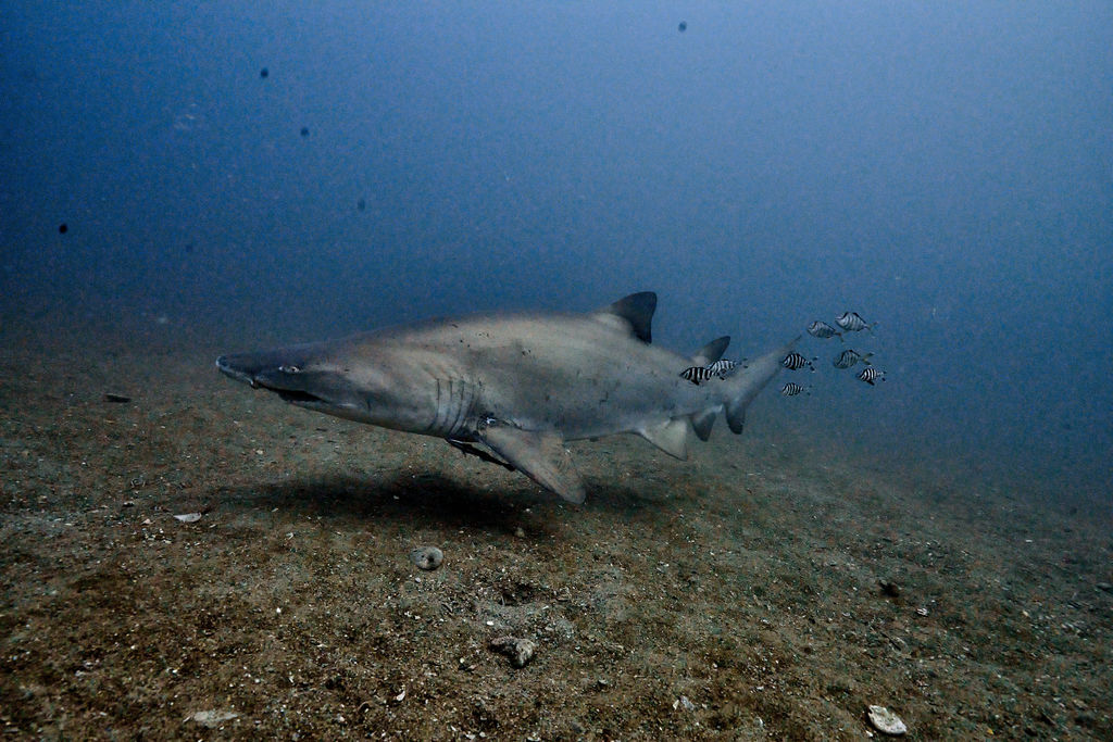 d927654b-588b-4e7b-a11d-dd849e4bb720