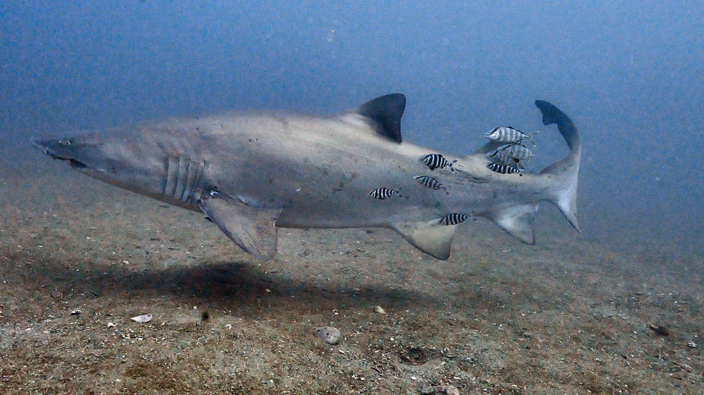 d927654b-588b-4e7b-a11d-dd849e4bb720