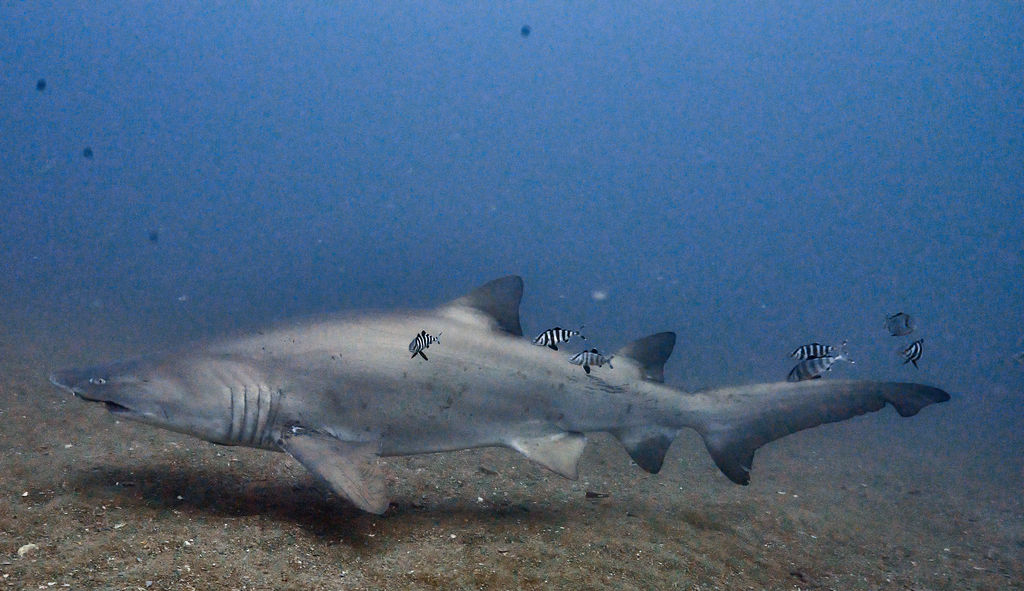 d927654b-588b-4e7b-a11d-dd849e4bb720