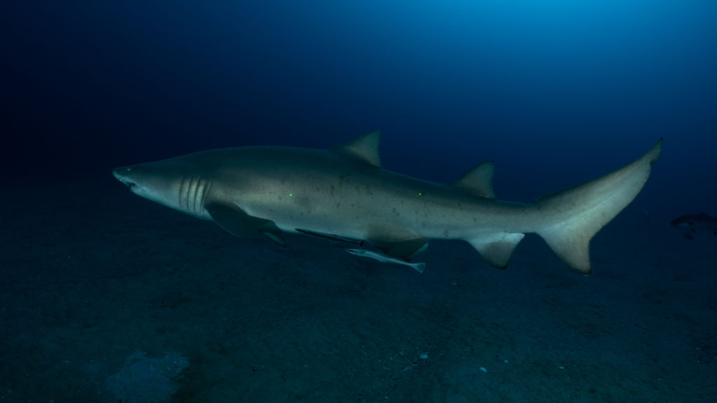 c460a527-f194-4214-b185-068d01e8b67c