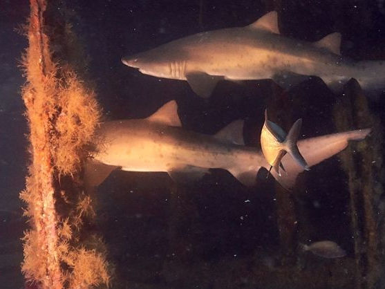 d4ce6dde-b580-4253-8a8a-51e851441631