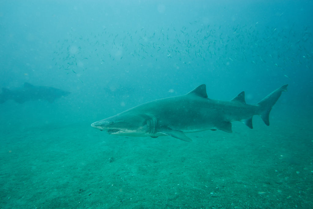 a3e6785d-3bec-408a-8477-fd561e3c23e1