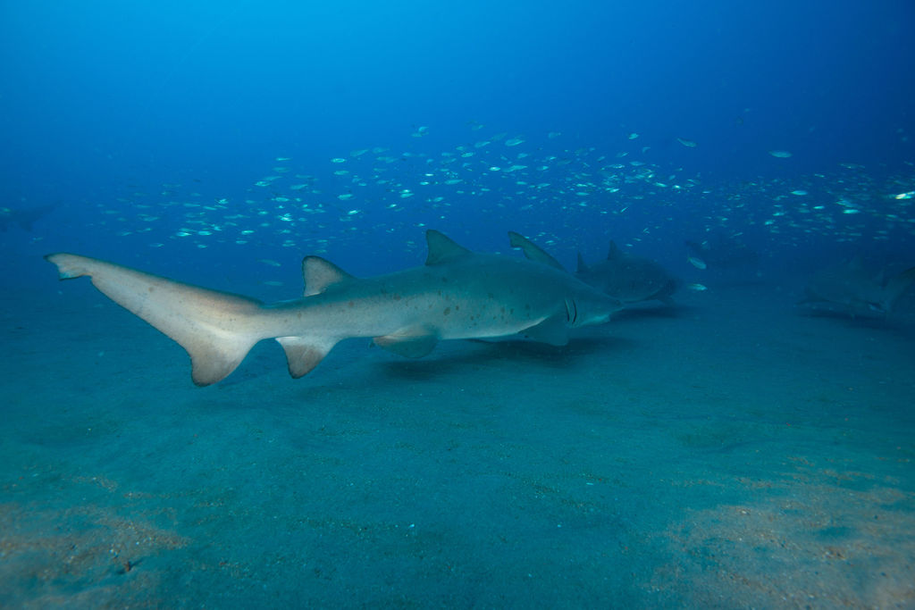 fded63f5-fc49-4eb2-a9c0-a6258e247fdd