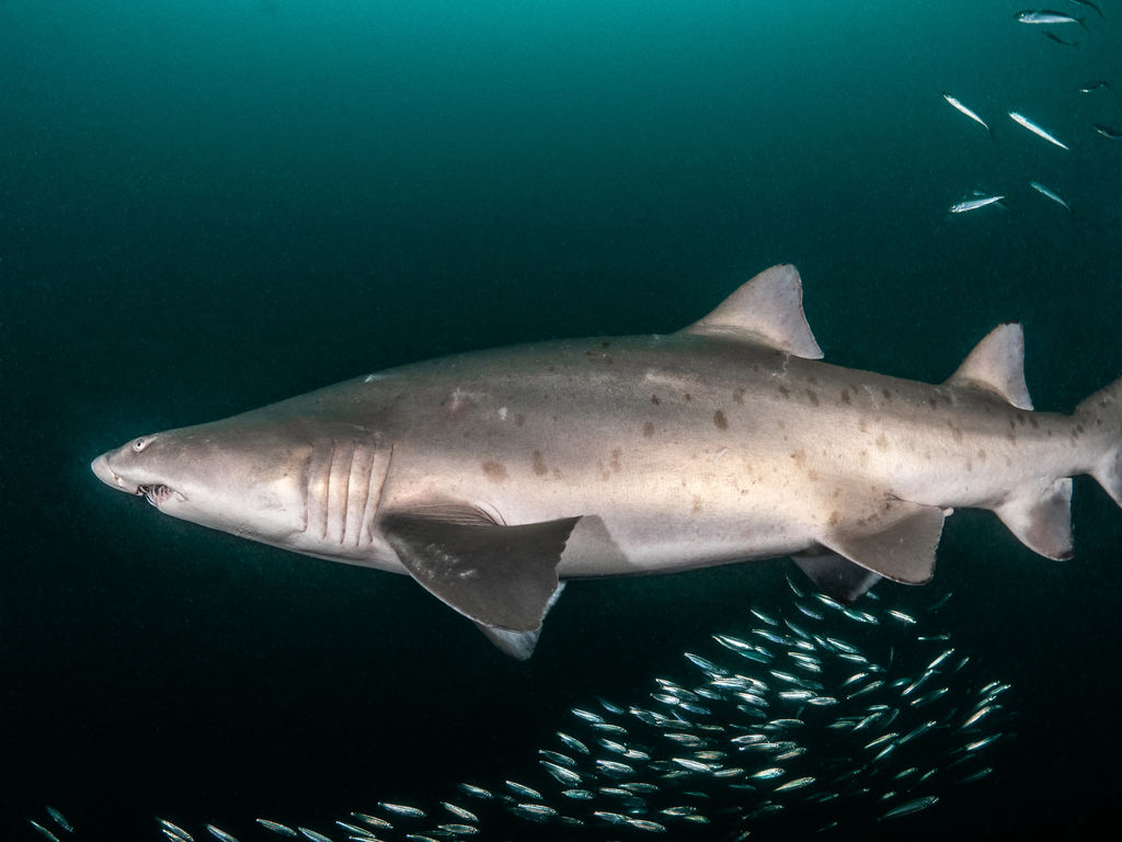 e982f50f-cd17-4069-b70d-813d602d7336