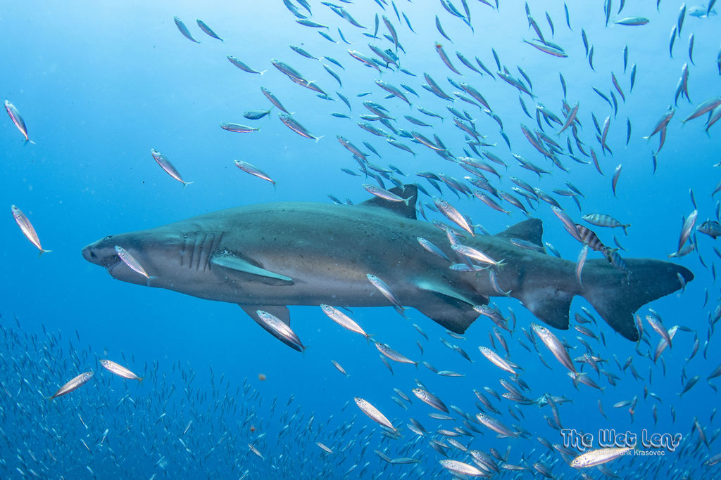 03d2dd43-196a-47b3-b74e-49abbef20eb8