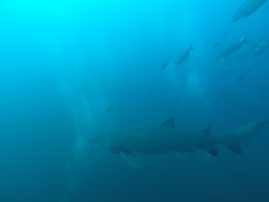 1f78690b-d61d-4115-a278-a94bf334ec77