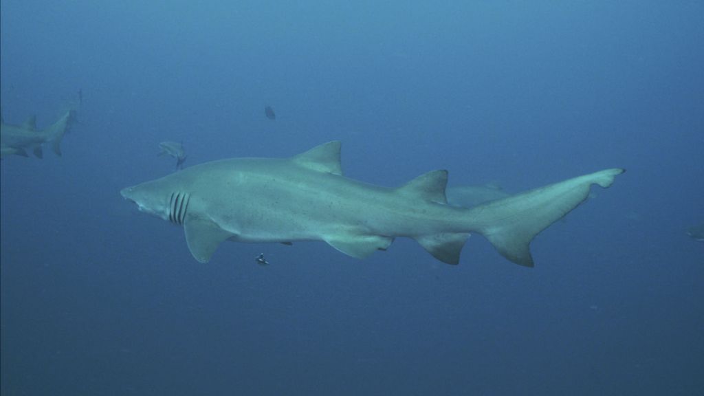 07f71cbb-6ba4-4ee2-a18c-ecda1816294e