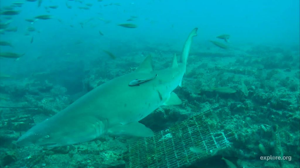 ea144f83-f955-4e95-a088-4d943cfae463