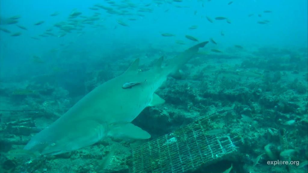 ea144f83-f955-4e95-a088-4d943cfae463