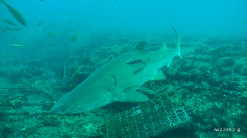 ea144f83-f955-4e95-a088-4d943cfae463