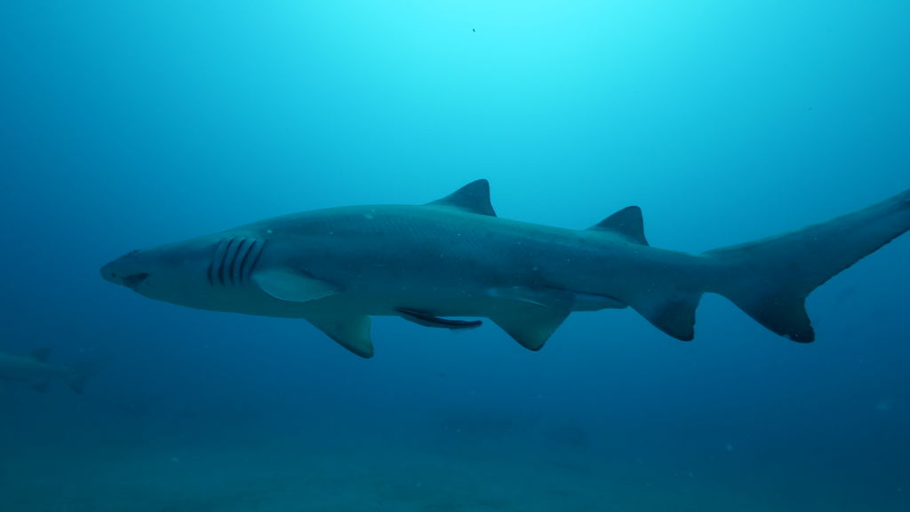 4deaad0f-df5f-43f7-a583-07c29b6e7fe4