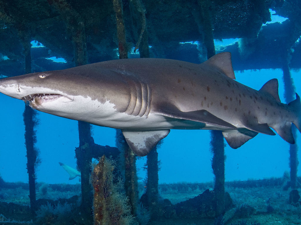 d7a39d0f-2205-4e67-8569-bed287c19aab