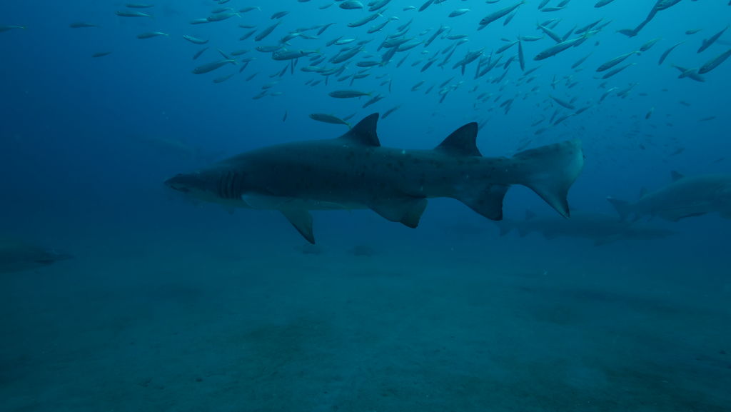 c5e50036-3573-47c4-9378-82467aa0445c