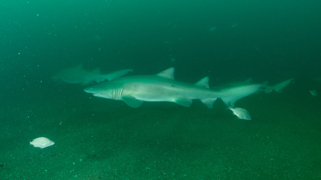 59237119-1447-4de6-9b92-4a8e27113de2