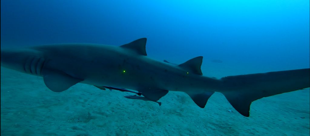 c460a527-f194-4214-b185-068d01e8b67c