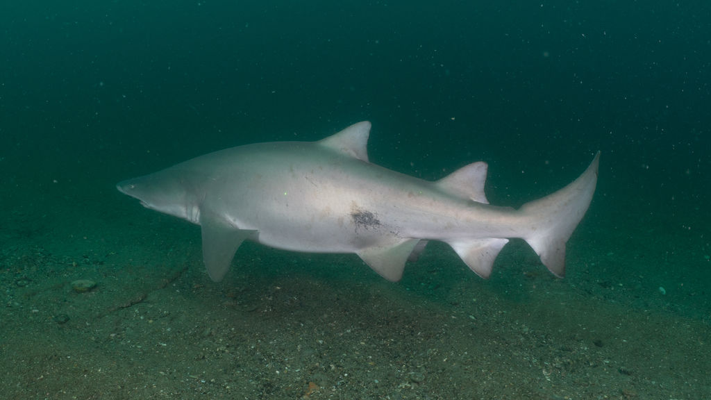 c6dbe331-f1be-4938-ab0f-4789b518e911