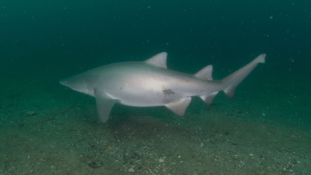 c6dbe331-f1be-4938-ab0f-4789b518e911