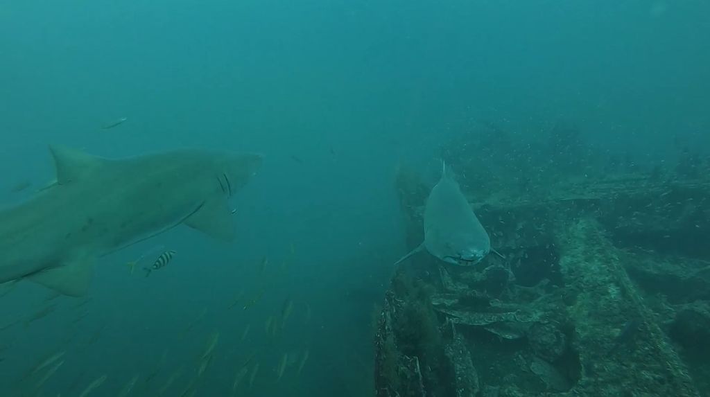 e2fc4c91-f2ff-43f8-8f48-5e40af5d279e