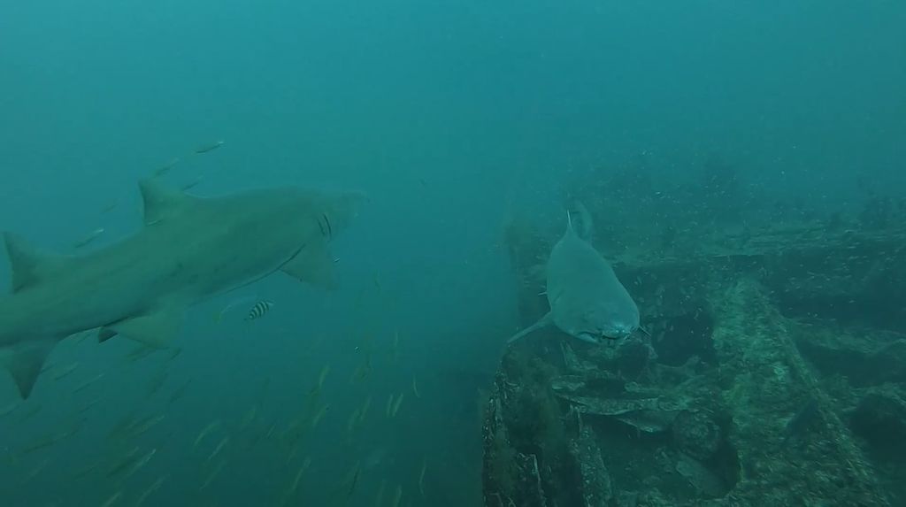 e2fc4c91-f2ff-43f8-8f48-5e40af5d279e