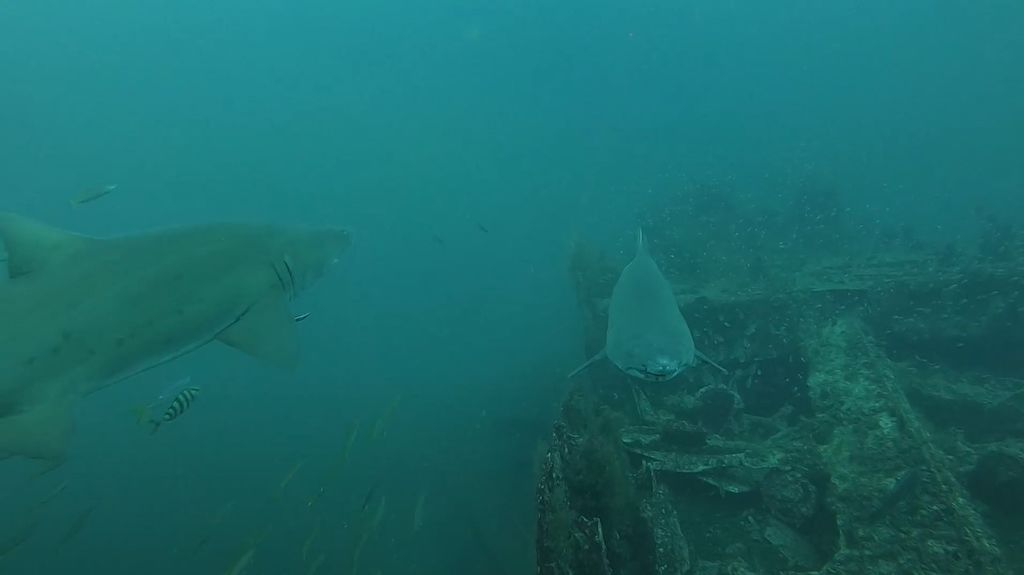 e2fc4c91-f2ff-43f8-8f48-5e40af5d279e