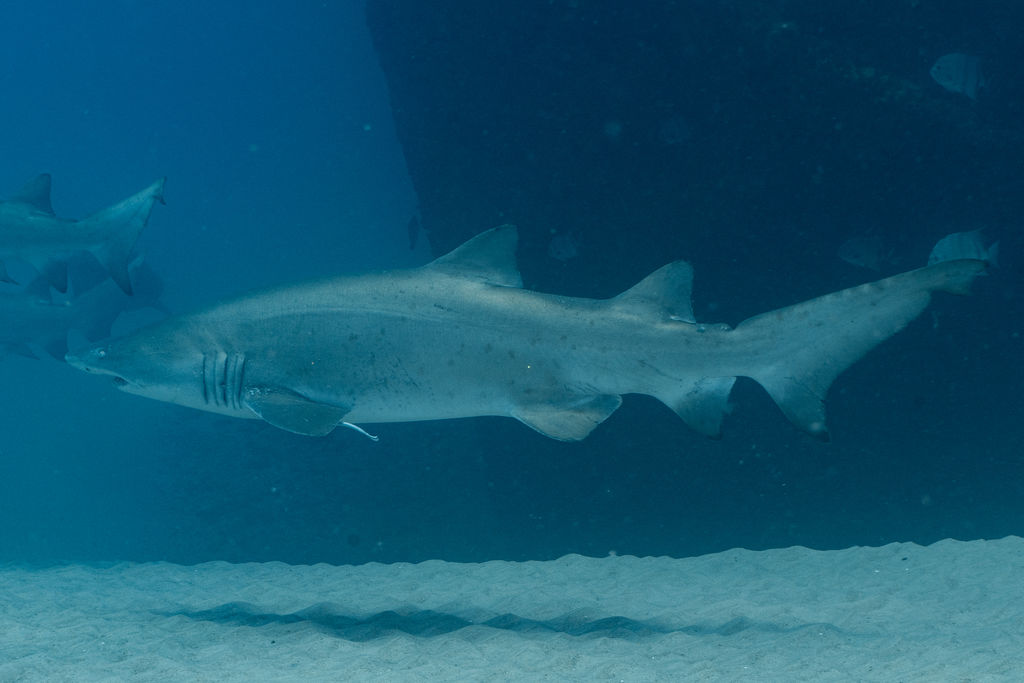 bfadda91-0b37-4c2a-931a-9b8226efd8a6