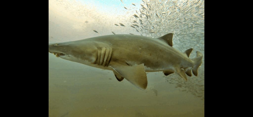 18dd4e31-5cce-4f48-8899-0f1291853796