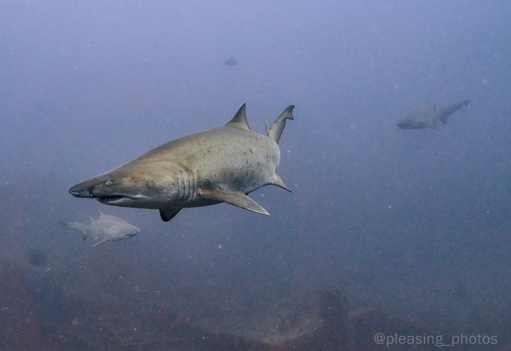 e57cb843-2aaa-4365-af23-64e9eac70747