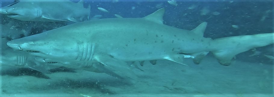 fdd98a93-1d80-4030-88bf-c144ae09ffce