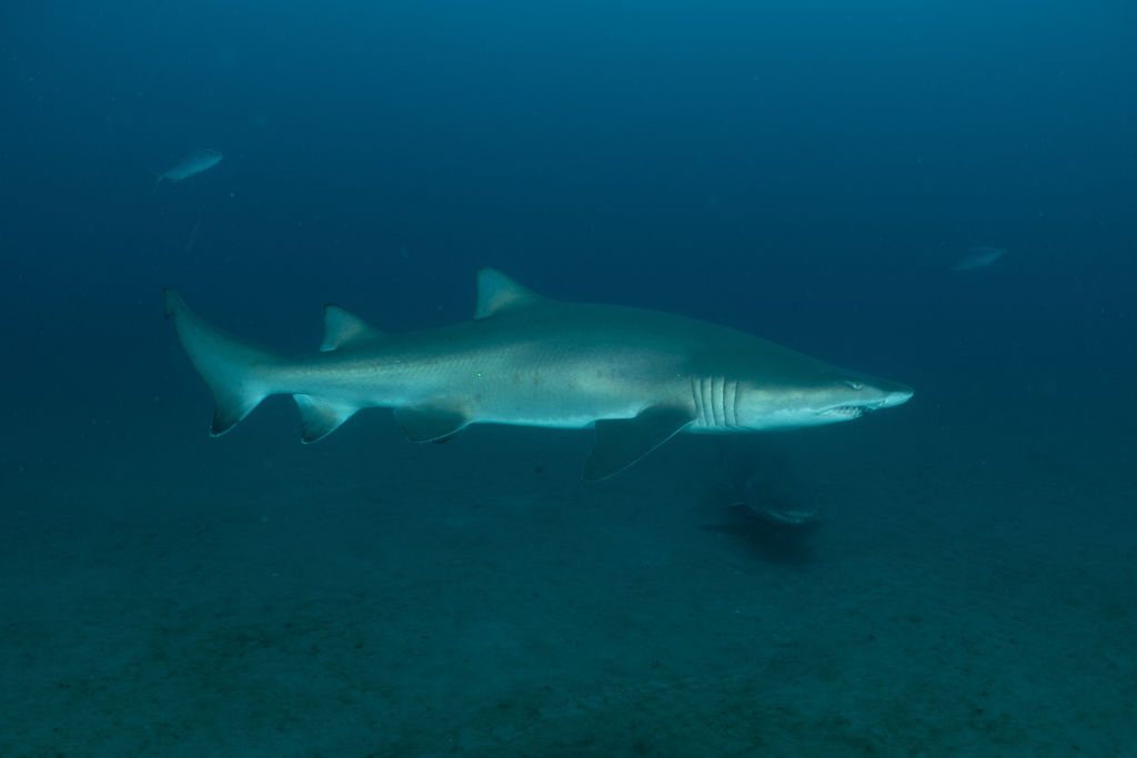 c182e469-25bd-43a4-aff7-ead511ae299b