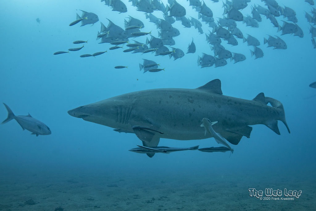 569cb772-1286-4ae3-b417-48705079c70e