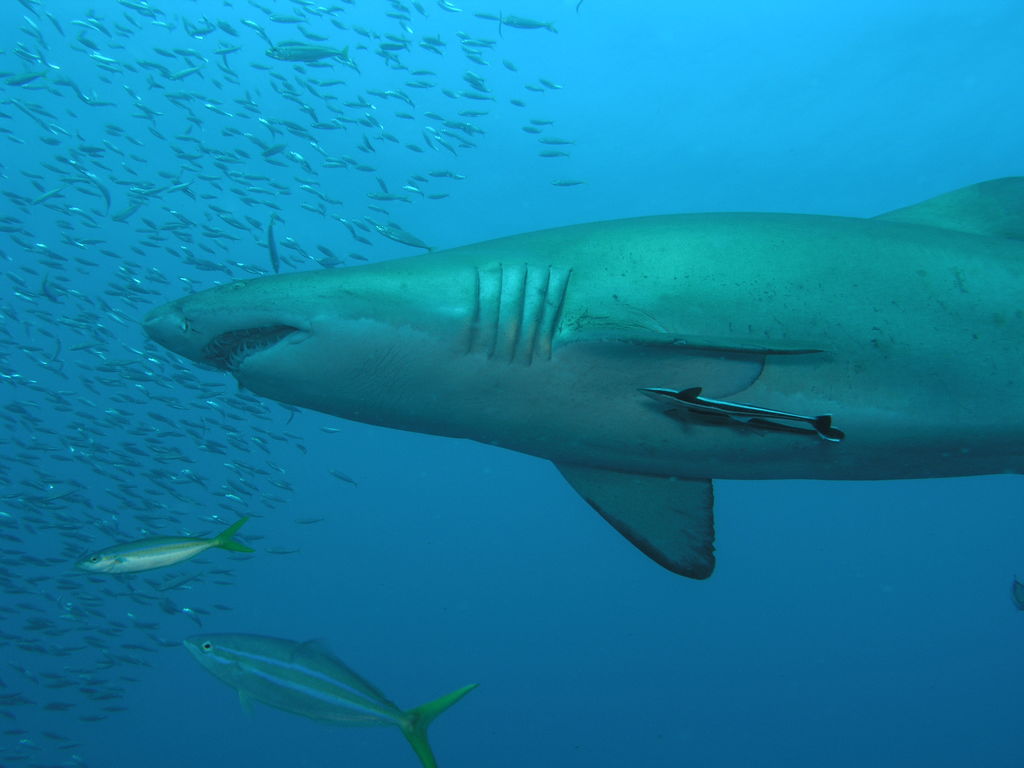 b1ac1e69-615c-4b91-8ac7-45dd71230881