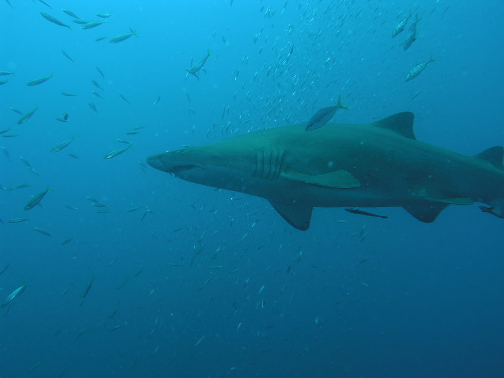 b1ac1e69-615c-4b91-8ac7-45dd71230881