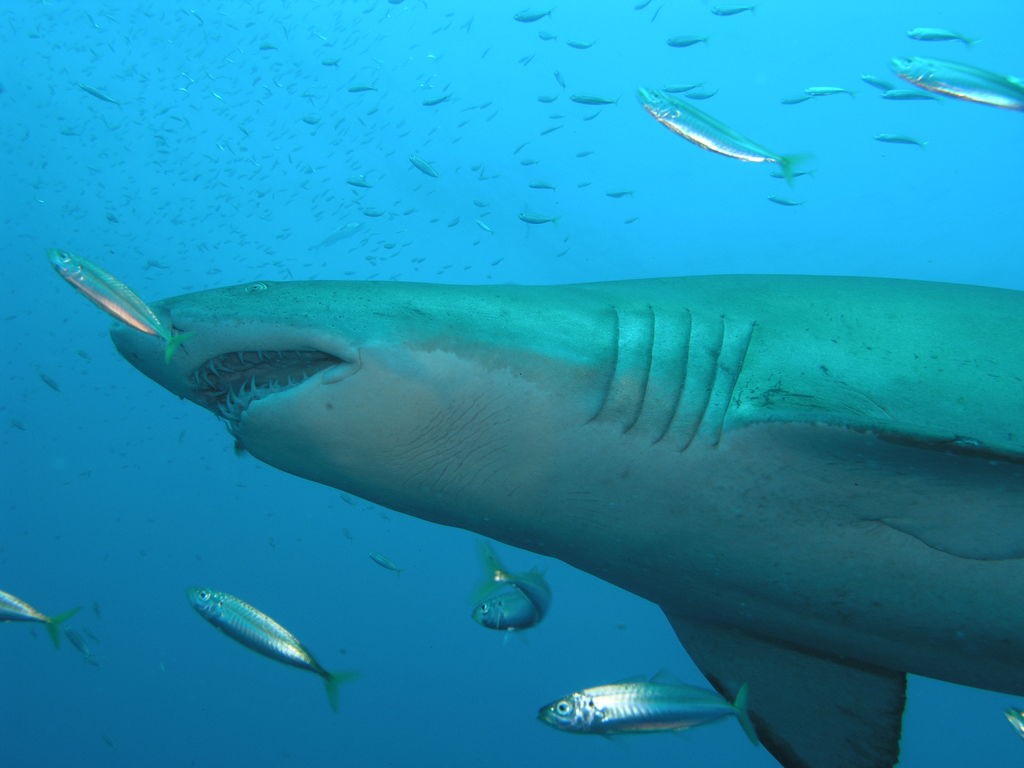 b1ac1e69-615c-4b91-8ac7-45dd71230881