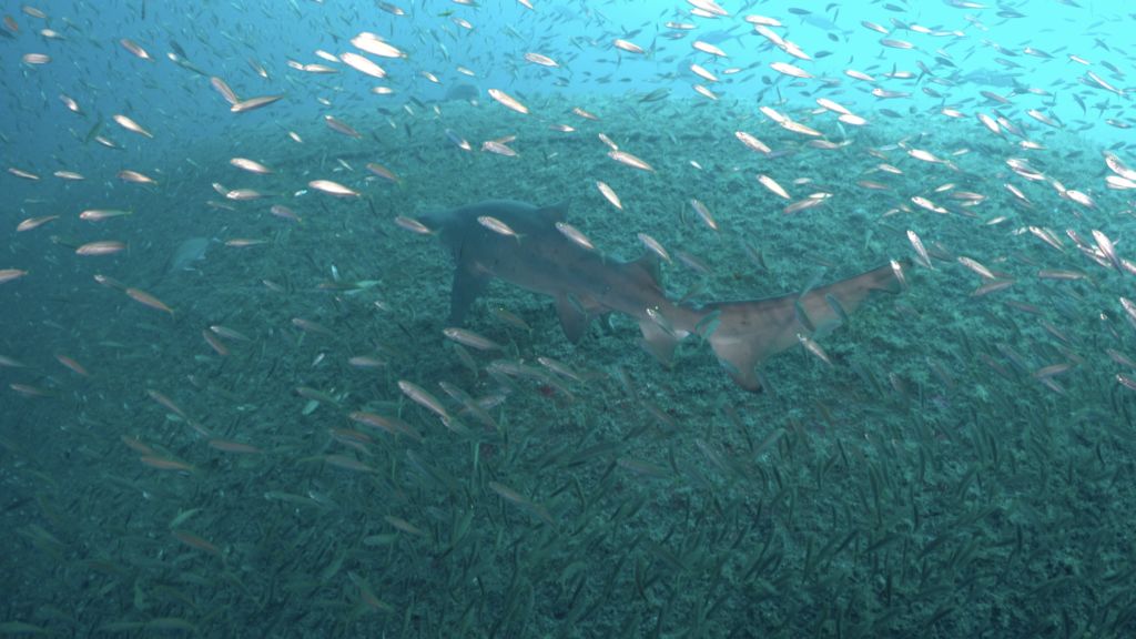 50be2717-67b5-4cdc-bafb-a3002f33dd38