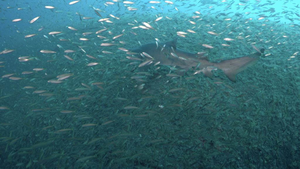 50be2717-67b5-4cdc-bafb-a3002f33dd38