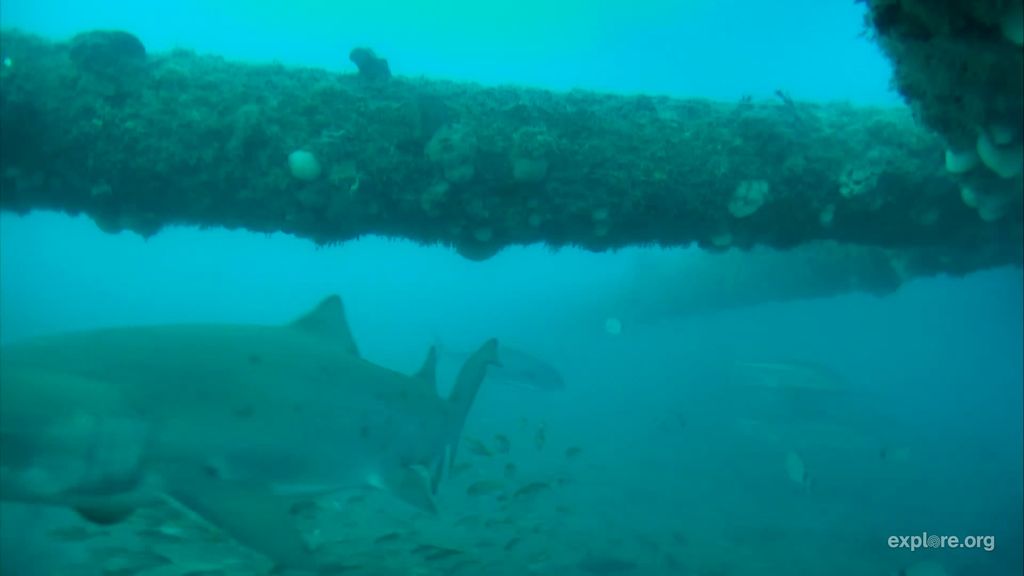 217f22c1-7831-4d1c-9698-cb508076be7f